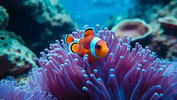 Clown Anemonenfisch Amphiprion bicinctus foto