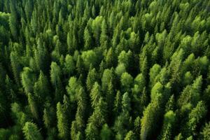 Antenne Aussicht von Nadelbaum Wald im sonnig Sommer- Tag. Antenne Aussicht von Grün Sommer- Wald mit Fichte und Kiefer Bäume im Finnland, ai generiert foto