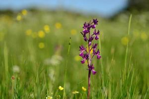 Jersey Orchid uk Makro Bild von Sumpf Frühling Wildblumen foto