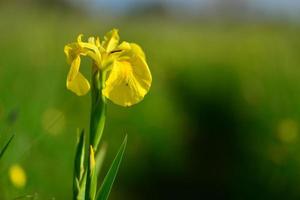 Wilde Iris Jersey uk Makrobild einer Spring Marsh Wildflower foto