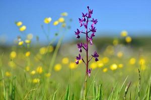 Jersey Orchidee UK Sumpf Frühling Wildblumen foto