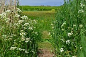 Le Noir Pre Wildflower Nature Reserve Jersey uk foto