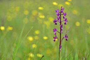 Jersey Orchidee uk Wildblumen des Frühlings foto