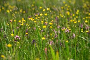 Frühlingswiese Jersey Großbritannien mit Wildblumen foto