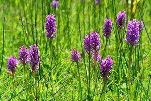 Südliche Sumpforchidee Jersey Großbritannien Frühling Wildblumen foto