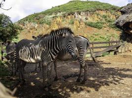 wilde Zebras in Gefangenschaft