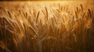 Sonnenuntergang Weizen golden Feld im das Abend, ai generativ foto