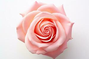 Rosa Rose Blume isoliert auf Weiß Hintergrund. generativ ai foto