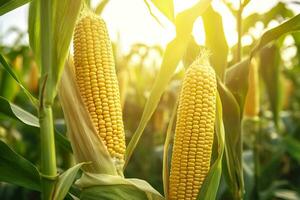 Nahansicht Mais Kolben im Mais Plantage Feld. generativ ai foto