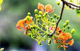 natürlich Sommer- Jahreszeit bunt Blumen im das Baum mit Grün Natur Hintergrund foto