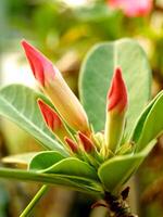 natürlich Sommer- Jahreszeit bunt Blumen im das Baum mit Grün Natur Hintergrund foto