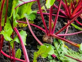 Rote Beete wachsend im das Boden. schließen oben Rote Beete im ein Gemüse Garten. Fokus auf ein Rote Beete. foto