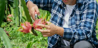 asiatisch jung männlich Gärtner halten Beschneidung Schere und pflücken Drachen Obst oder Pitaya beim seine besitzen Garten, Sanft und selektiv Fokus, Konzept zum jung Clever Farmer und glücklich Leben von jung Gärtner. foto