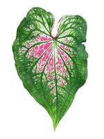 Caladium zweifarbig Blatt isoliert auf Weiß Hintergrund mit Ausschnitt Pfade. foto