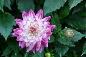 Rosa Gänseblümchen Chrysantheme Blumen, verschwommen Chrysantheme Blume Garten Hintergrund, Sanft und selektiv Fokus, Rosa Blume Hintergrund Konzept. foto