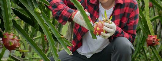 asiatisch jung männlich Gärtner halten Beschneidung Schere und pflücken Drachen Obst oder Pitaya beim seine besitzen Garten, Sanft und selektiv Fokus, Konzept zum jung Clever Farmer und glücklich Leben von jung Gärtner. foto