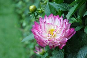 Rosa Gänseblümchen Chrysantheme Blumen, verschwommen Chrysantheme Blume Garten Hintergrund, Sanft und selektiv Fokus, Rosa Blume Hintergrund Konzept. foto