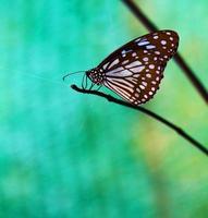 schöner Schmetterling im Garten foto