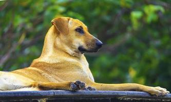 brauner Hund allein liegend foto