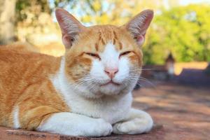 braune süße Katze an der Wand foto