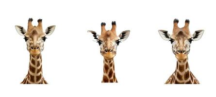 Safari Giraffe Tier foto