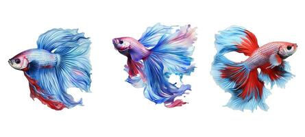 Wasser- Betta Fisch Tier foto