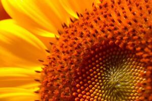 Sonnenblume Nahansicht Textur Hintergrund generativ ai foto