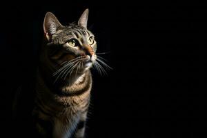 ein Tabby Katze ist Stehen im das dunkel generativ ai foto