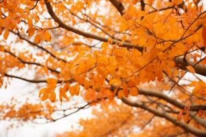 ein schließen oben von ein Baum mit Orange Blätter generativ ai foto