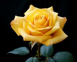 ein Gelb Rose mit Wasser Tröpfchen auf es generativ ai foto