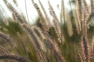 Zierpflanze des Brunnengrases im Garten mit weichem Fokushintergrund foto