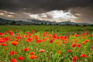 Feld mit Mohnblumen in Cristur, Sieu, Bistrita, Rumänien, 2020 foto