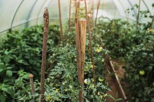 im Gewächshaus, wärmeliebende Pflanzen in den Beeten - Tomatenreifung foto