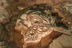 Fossil von Phuwiangosaurus Sirindhornae im Sirindhorn Museumhorn foto