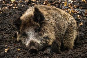 Wildschwein im Wald foto