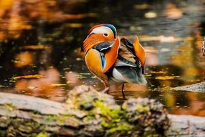 Nahaufnahme von Wildvogel foto