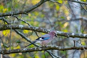 Nahaufnahme von Wildvogel foto