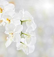 weicher floraler Hintergrund foto
