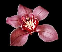 lila Orchideenblume foto