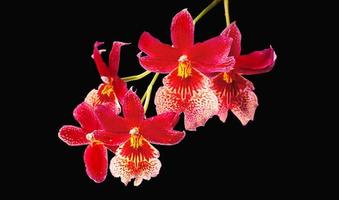 schöne rote Cambria Orchideenblüten