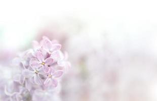 Nahaufnahme von lila Blumen im Frühling foto