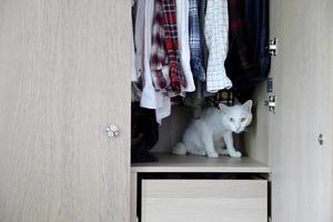 Katze und Kleiderschrank