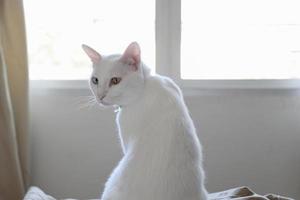 weiße Katze entspannt foto