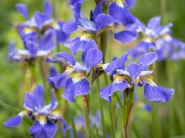 hübsche lila und gelbe Iris in einem Garten foto