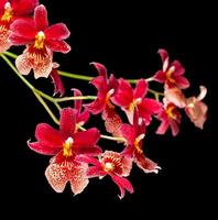 rote Orchidee isoliert auf schwarz