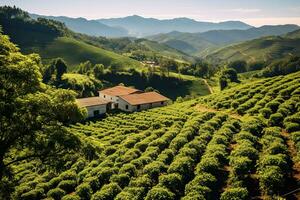 Kaffee Plantagen von Süd Amerika mit ein Horizont mit Berge im das Hintergrund ,generativ ai foto