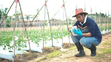 jung Farmer mit Digital Tablette prüfen auf Tomate Pflanzen im ein draussen. foto