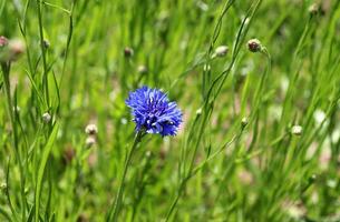 Nahansicht horizontal Foto - - einer hell Blau Kornblume mit mehrere Knospen gegen das Hintergrund von verschwommen Gras