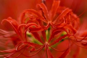 blühende rote Spinnenlilie Blumen im Frühherbst foto