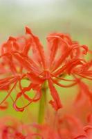 blühende rote Spinnenlilie Blumen im Frühherbst foto